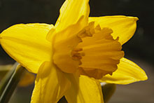 Daffodil colour photo